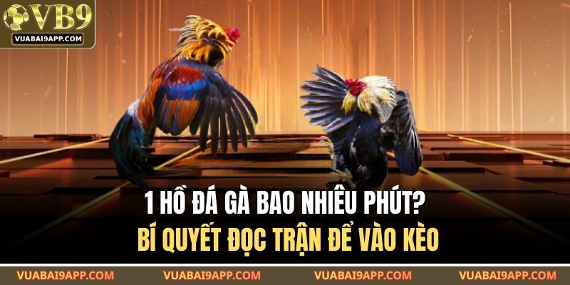 1 hồ đá gà bao nhiêu phút