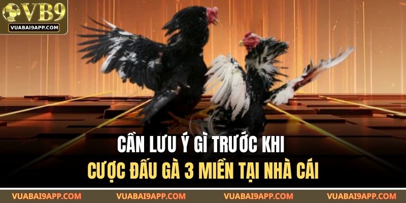 Cần lưu ý gì trước khi cược đấu gà 3 miền tại nhà cái