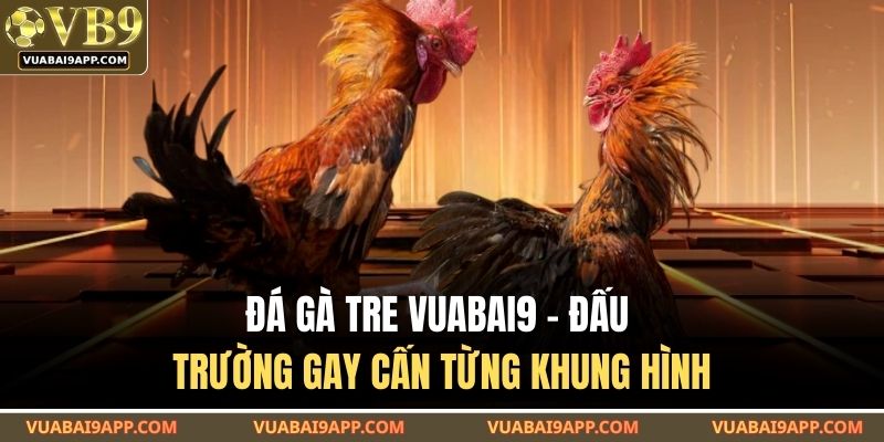 Đá Gà Tre VUABAI9 – Đấu Trường Gay Cấn Từng Khung Hình 1 Đá gà tre VUABAI9