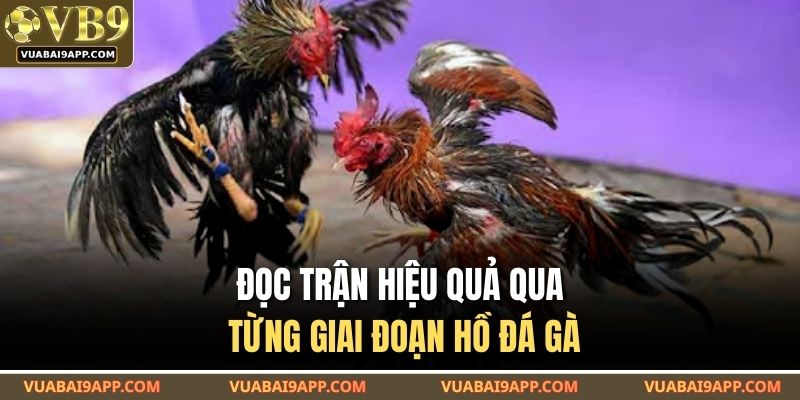 Đọc trận hiệu quả qua từng giai đoạn hồ đá gà