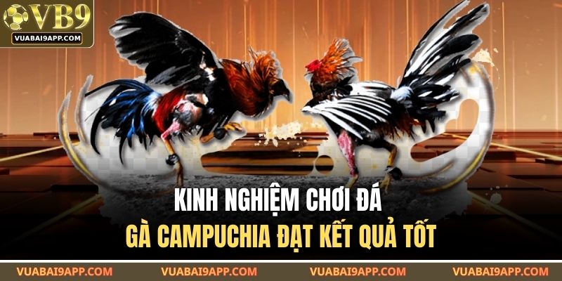 Kinh nghiệm chơi đá gà campuchia đạt kết quả tốt