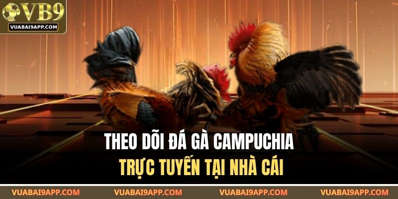 Theo dõi đá gà campuchia trực tuyến tại nhà cái