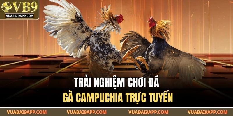 Trải nghiệm chơi đá gà campuchia trực tuyến