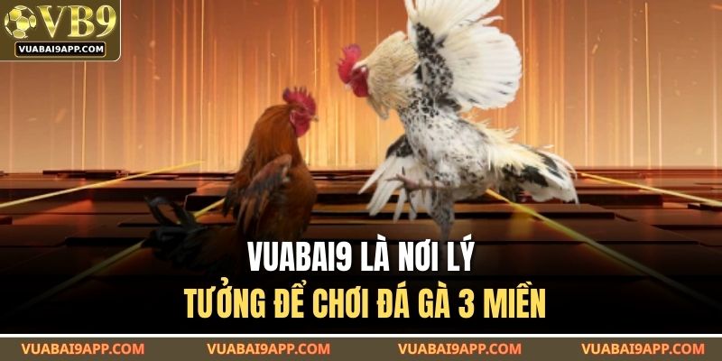 VUABAI9 là nơi lý tưởng để chơi đá gà 3 miền